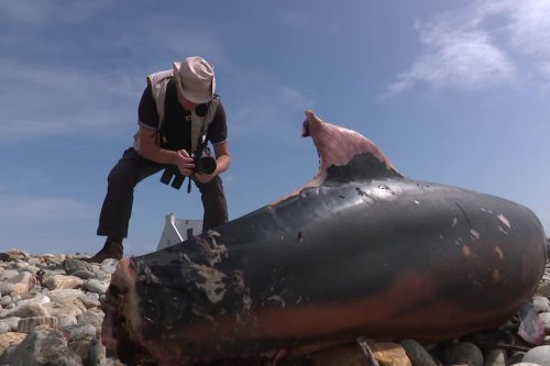 Cadavres de dauphins : la colère des pêcheurs d’Arcachon après la décision de fermer des zones de pêche dans le Golfe de Gascogne