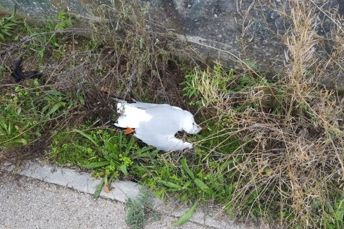 "Des mouettes au sol et une odeur abominable", sur le canal de l'Ourcq des oiseaux morts pour des raisons inconnues