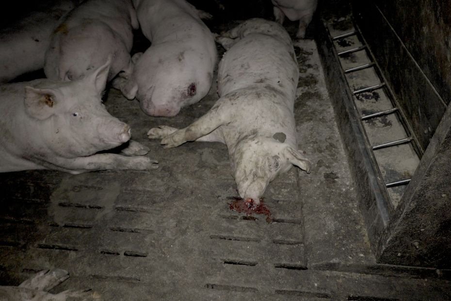 Porcelets à l’agonie, cadavres au milieu des enclos : L214 dénonce les pratiques « barbares » d’élevages de cochons devant un supermarché Leclerc