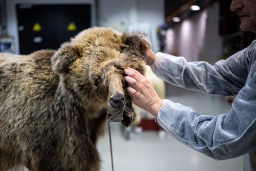 Mort de l'ours Caramelles, "c'était lui ou l'ours" : le chasseur fait appel de sa condamnation à 4 mois de prison avec sursis