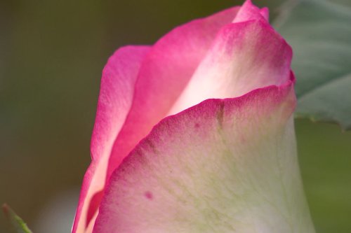 La Roseraie de la Joliette, un des derniers site de production de fleurs de la région