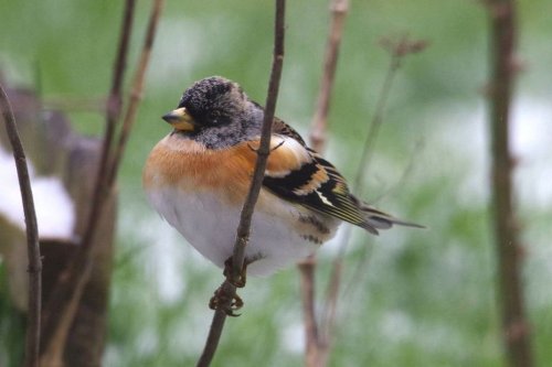 Comptage des oiseaux : « Même dans un petit jardin, un particulier peut vraiment favoriser la biodiversité »