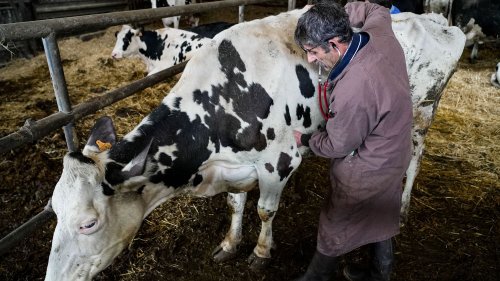 Reportage Salon de l'agriculture : on a suivi Stéphane Dilé, vétérinaire de campagne "avant tout par amour des humains"