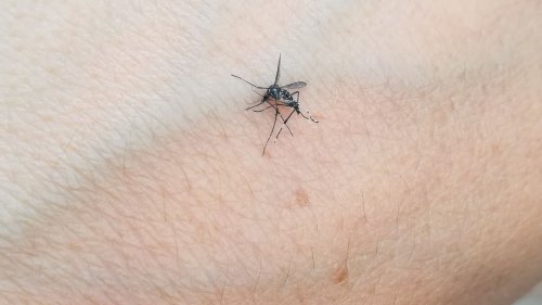 Les moustiques sont des stratèges pour venir nous piquer : trois études révèlent leurs "secrets"