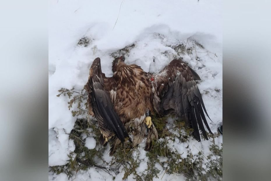 "J’ai fait la plus grosse bêtise de ma vie" : les regrets du chasseur condamné après avoir abattu un aigle en danger d'extinction