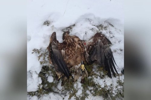 "J’ai fait la plus grosse bêtise de ma vie" : les regrets du chasseur condamné après avoir abattu un aigle en danger d'extinction