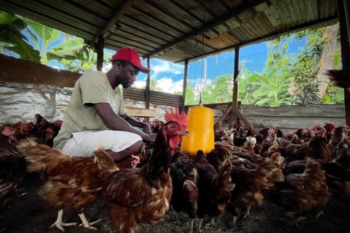 "Depuis Chido, on est dans la survie", l'appel à l'aide des agriculteurs mahorais, toujours sans soutien