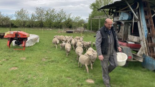                    Cheptels décimés, retards de croissance... Les éleveurs de brebis peinent à enrayer les conséquences des différentes épizooties