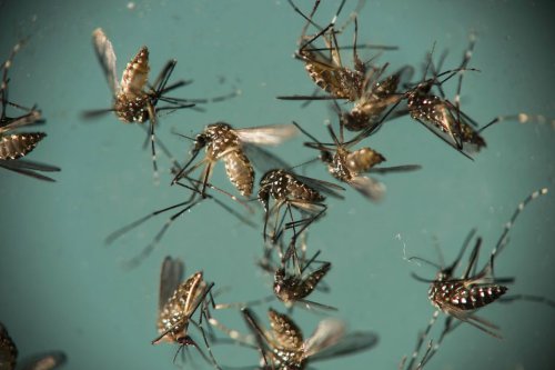 L'épidémie de dengue en phase descendante en Guadeloupe et sur la fin à Saint-Martin et Saint-Barthélemy