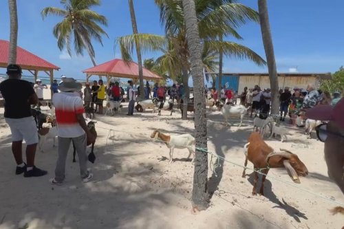 Séché, en jambon ou en massalé : le cabri s'affiche sous toutes ses formes à la Désirade