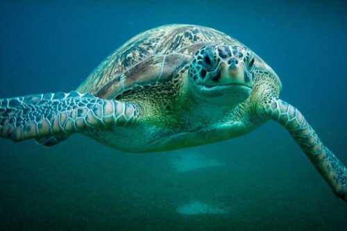 Les chelonia mydas ou tortues vertes de la Martinique émettent 10 sons différents