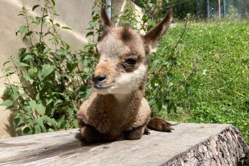 Haute-Savoie : 'Pétole', le bébé chamois recueilli par le parc de Merlet, aux Houches