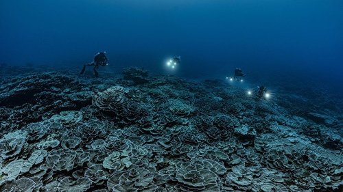 Un récif de coraux géants en forme de rose et en bonne santé découvert au large de Tahiti