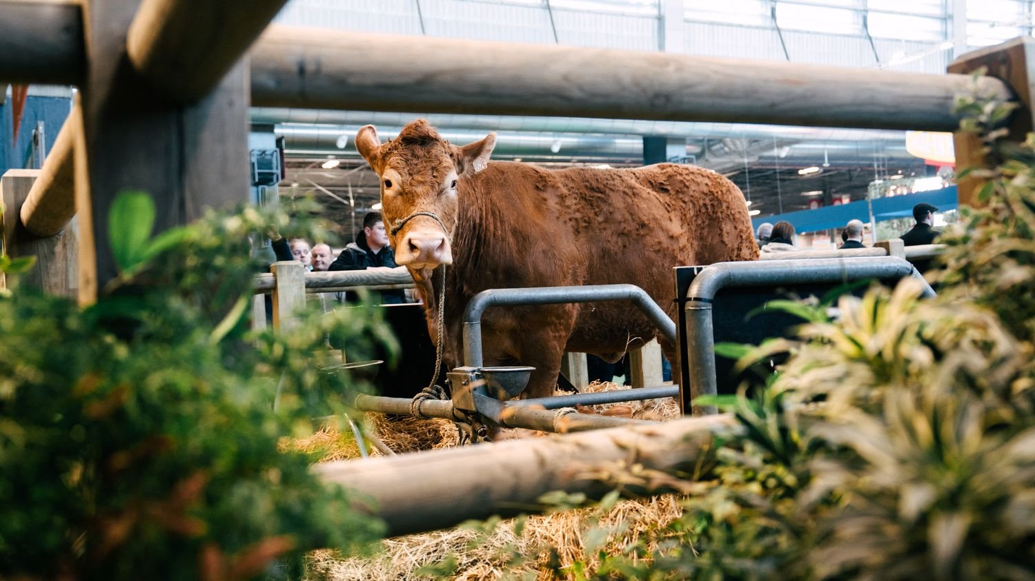 « C’est sympa mais il y a peu de retombées » : pourquoi certains éleveurs de vaches boudent le Salon de l’agriculture cette année