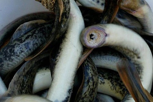Pêche à la lamproie : après l'interdiction, restaurateurs et pêcheurs craignent pour leur avenir