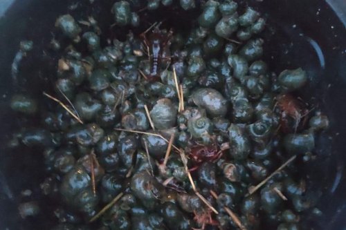 Espèce dangereuse. 26 kilogrammes d'escargots-pommes saisis, une menace envahissante en Europe