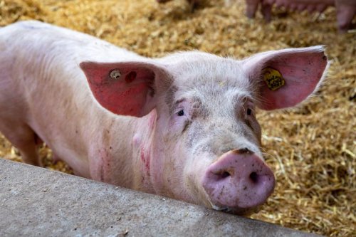 Pour lutter contre la peste porcine africaine, les détenteurs de porc ou de sanglier appelés à tous les déclarer