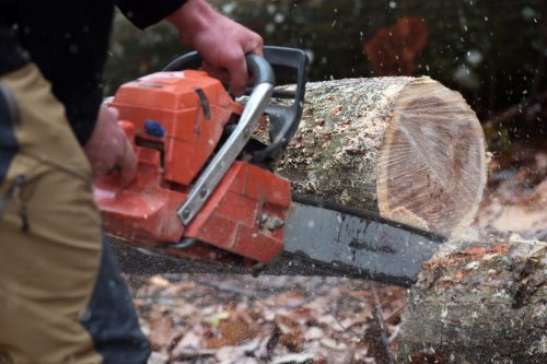 "C'est un désastre écologique" : les arbres d'une forêt classée abattus par leur propriétaire, les voisins donnent l'alerte