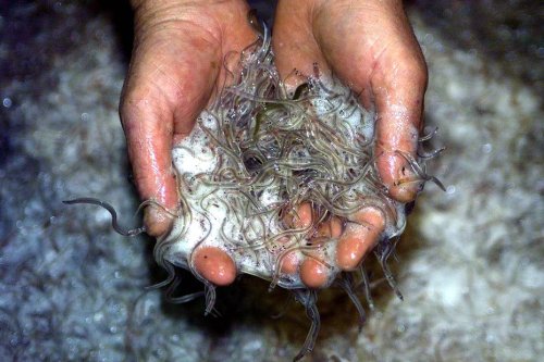 À l'origine d'un trafic de civelles, ces alevins d'anguilles qui se revendent à prix d'or, un réseau de pêcheurs professionnels démantelé