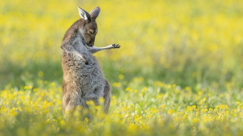 En images Un kangourou guitariste, des oiseaux en pleine dispute, une loutre ballerine : découvrez les lauréats des Comedy Wildlife Photography Awards 2023