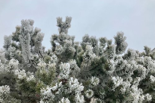 Gel ou neige : découvrez les 10 commandements du jardinier en hiver