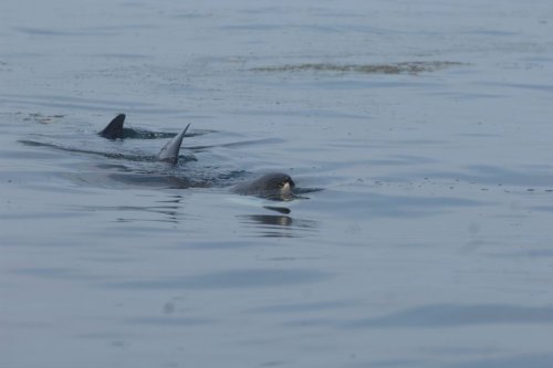 Alerte au requin : la plage de Bray-Dunes évacuée, baignade interdite