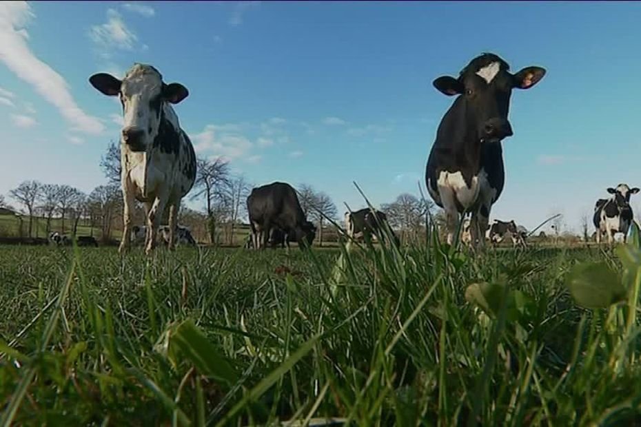 Courants électriques parasites. Des éleveurs leur attribuaient la mauvaise santé de leur troupeau, ils ont été déboutés par la justice