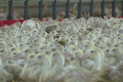 Grippe aviaire : plusieurs foyers détectés dans des élevages du Périgord noir