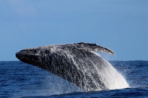 Trafic maritime et déplacement des baleines : les zones à risque cartographiées par l'association Globice Réunion
