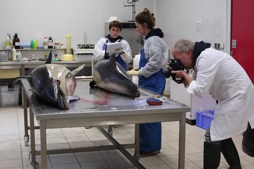 VIDEO. Dauphins, requins... les grands animaux marins s'approchent davantage de nos côtes pour trouver plus de nourriture