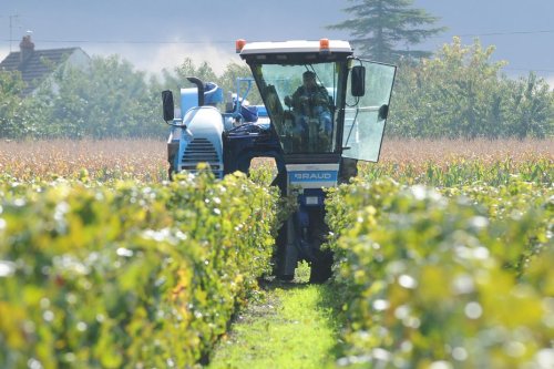 Menace de Donald Trump de surtaxe sur le vin : "On ne sait pas si c’est du bluff ou non", les vignerons en alerte