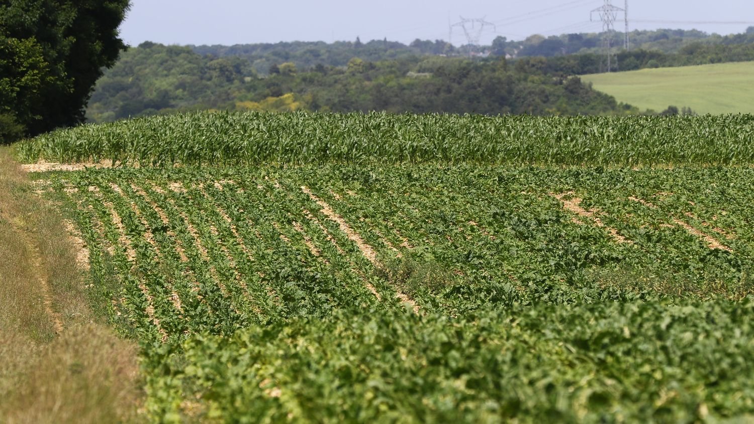 : Reportage Environnement : comment les chercheurs de l’Inrae mettent au point des techniques pour se passer de néonicotinoïdes dans les champs