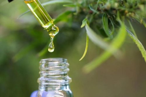 L’Anses propose de classer le cannabidiol (CBD) comme "présumé toxique pour la reproduction humaine"