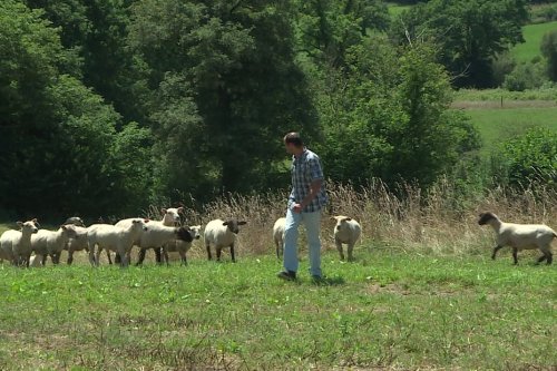 Haute-Vienne : l’inquiétude des éleveurs ovins face à la concurrence néo-zélandaise