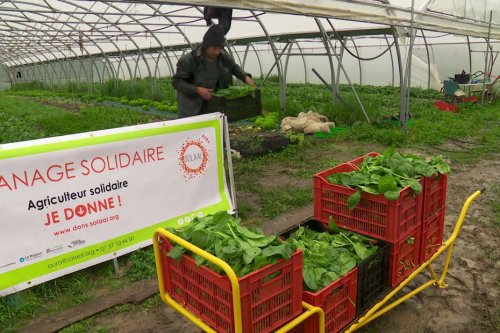 “C’est mieux qu’une boîte de conserve” : les agriculteurs aussi, peuvent faire des dons aux associations d’aide alimentaire