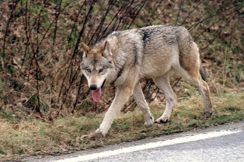 "Quand j’ai vu son regard, j’ai pris conscience que c’était un loup" : Un loup filmé près d’un village dans la Creuse