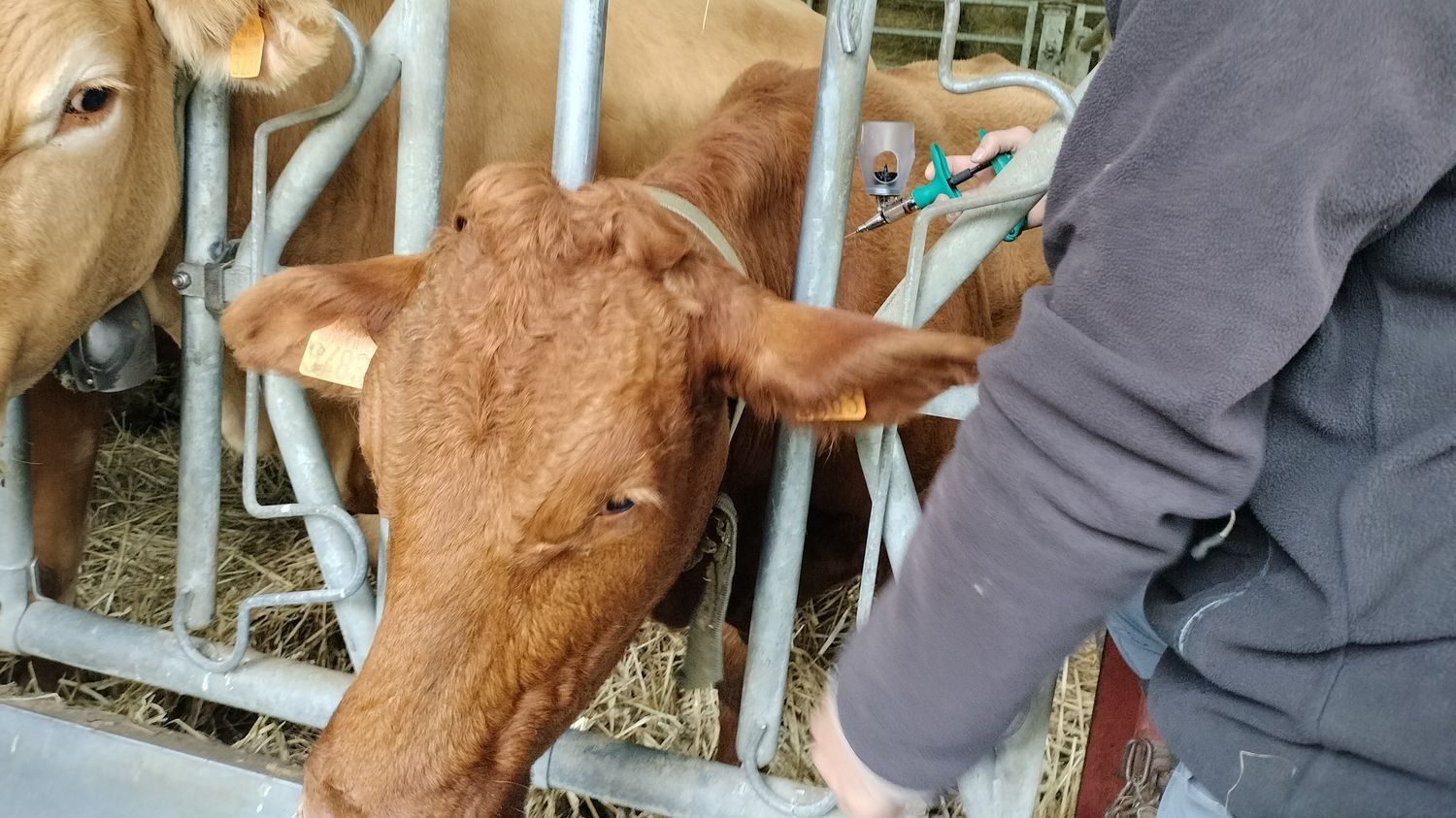 Fièvre catarrhale ovine : la Creuse en pénurie de vaccins, la FDSEA dénonce « un manque d’anticipation de la part de l’État »