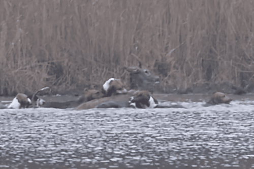 Les anti-chasse à courre de Rambouillet dénoncent les pratiques de veneurs dans une vidéo filmée aux étangs de Pourras