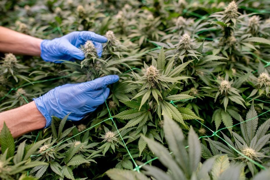 Il cultive 126 pieds de cannabis chez lui, la police le repère à cause de sa consommation excessive d'électricité