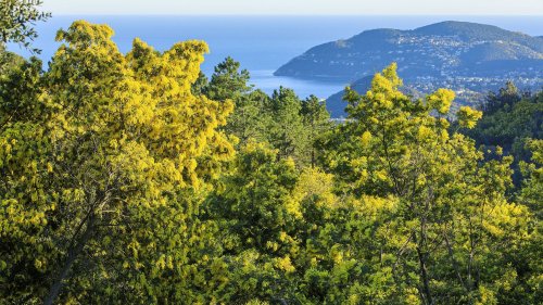 Envahissant, destructeur, inflammable… Pourquoi vous devriez vous méfier du mimosa d'hiver (et de ses jolies petites fleurs jaunes)