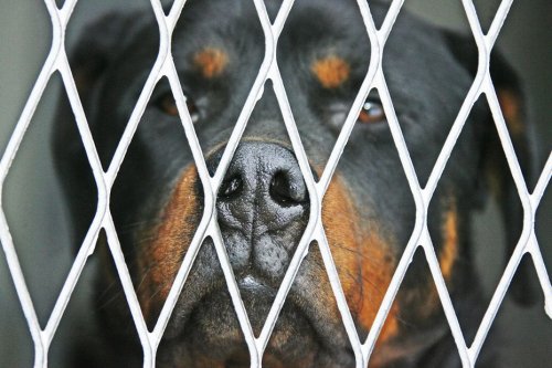 Son chien Rottweiler attaque ses deux enfants, le propriétaire de l'animal gravement blessé au visage en s'interposant