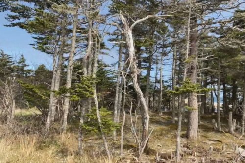 Des collégiens de Saint-Pierre et Miquelon sensibilisés à la préservation de la nature
