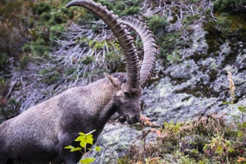 "Il y a une montée progressive des espèces", ce garde nature constate les effets du dérèglement climatique sur la biodiversité des Alpes