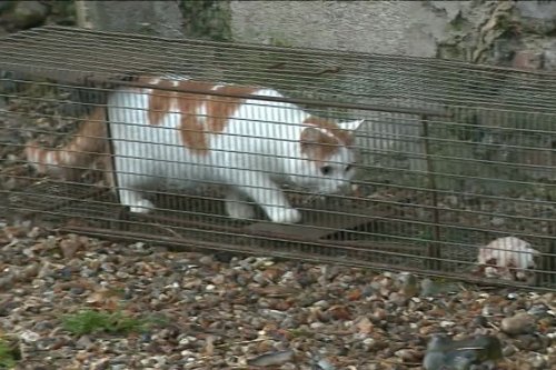 Un maire de l'Oise retire son arrêté polémique interdisant de nourrir les chats errants : "c'est un peu de ma faute"