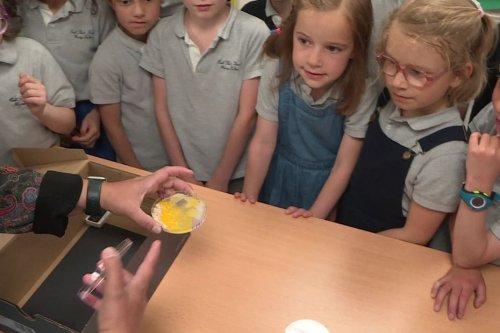 Un élevage de blobs dans une école de l'Ain, une mission confiée par le CRNS de Toulouse