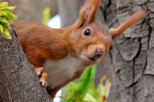 PHOTOS. Ecureuils, rouges-gorges, libellules...ces superbes rencontres entre une photographe et la nature