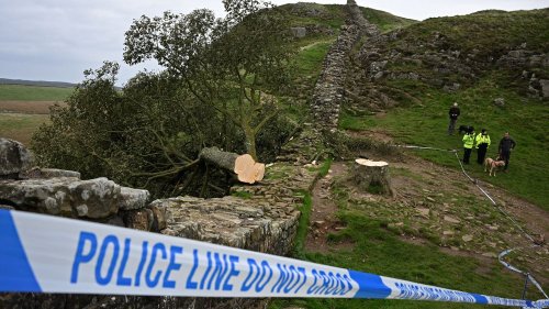 Royaume-Uni : un adolescent de 16 ans placé en garde à vue après avoir tronçonné un arbre centenaire, symbole du pays