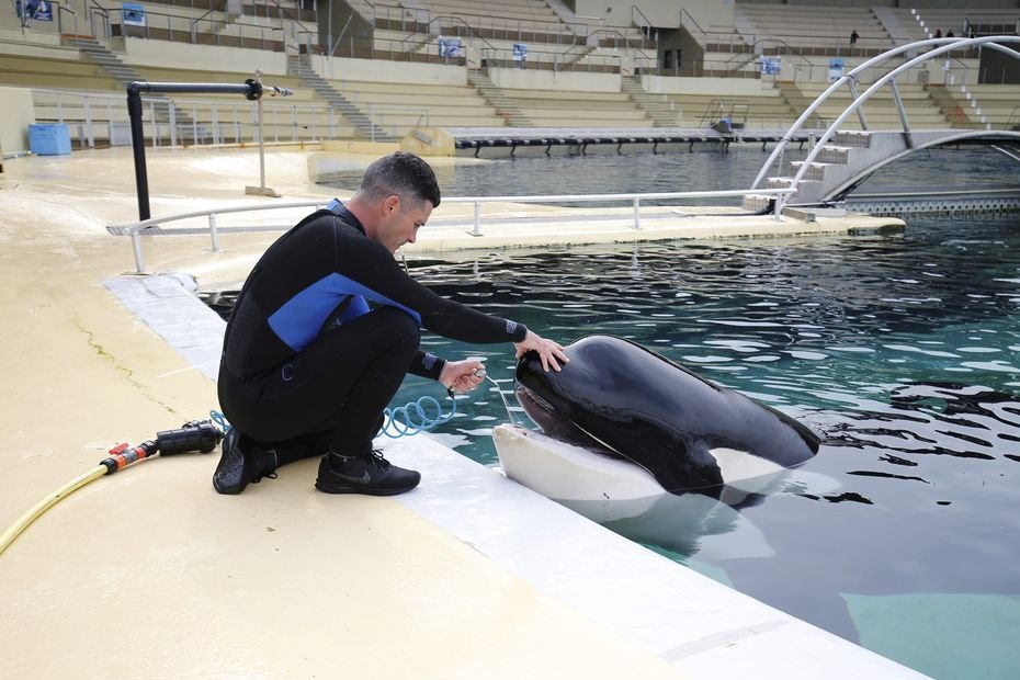 "C'est une bouée de sauvetage qu'on leur envoie" : la présidente de Sea Shepherd France tend la main aux soigneurs de Marineland