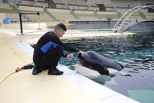 "C'est une bouée de sauvetage qu'on leur envoie" : la présidente de Sea Shepherd France tend la main aux soigneurs de Marineland
