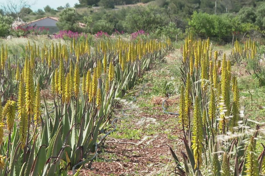 « Il faut toujours se réinventer » : pourquoi cette plante pourrait révolutionner l’économie agricole française
